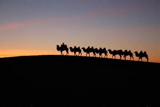 Sunrise over the sand dunes with camels on the top