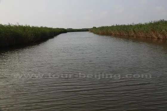 Take a boat passing through reed marshes Viewing Zone