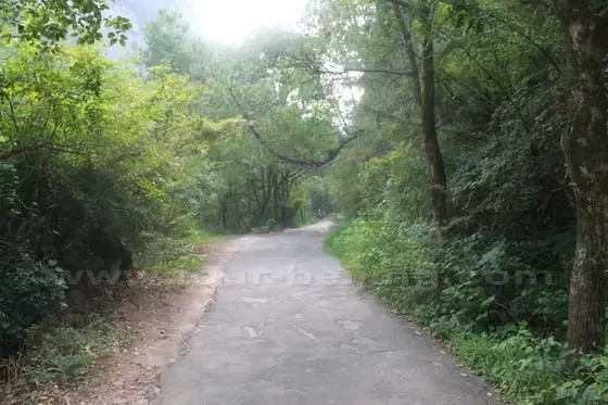 The 450 meter walking from the entrance to the fork was very comfortable with a smooth asphalt road flanked by green arched trees.