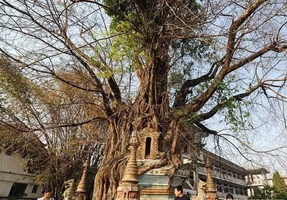 The Tree-Wrapped-Stupa
