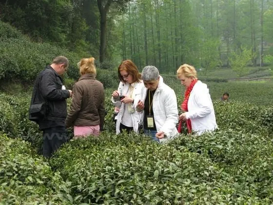 The World Famous Longji Tea Plantation