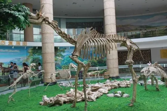 The ancient giraffe fossils
