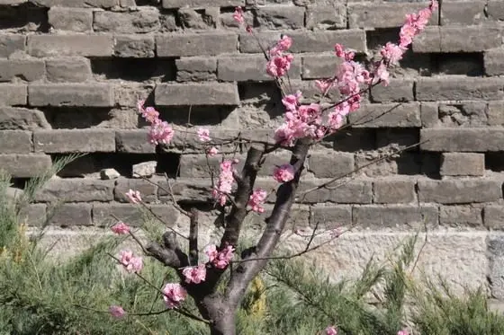 The blooming plum beautifies the wall.
