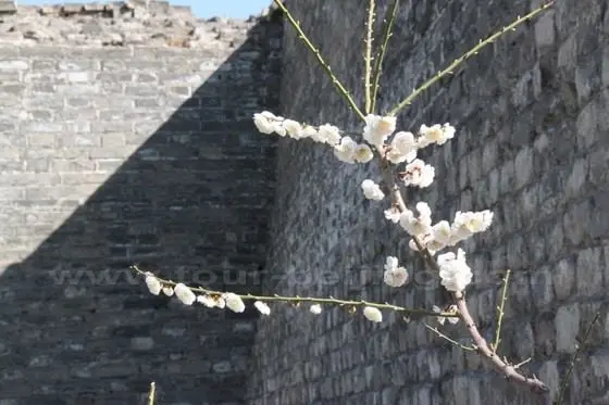 The blooming plum with the backdrop of the city wall.