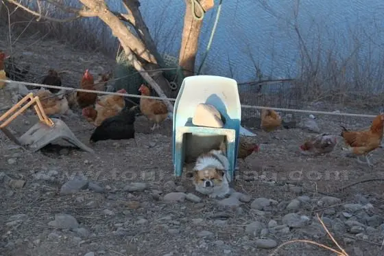 The cute dog and chickens live peacefully here at the foot of Panjiakou Great Wall