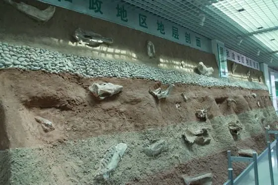 The hyaena fossils