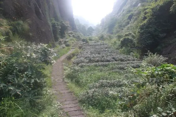 The ravine was rich with vegetation and tea trees.