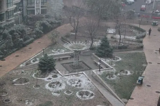 The snow lightly covered garden in our block.