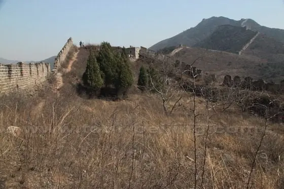 The so called Wild City is a four-sided wall, now rife with bushes and saplings.
