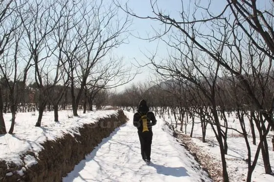 The village cement road passes through an orchard of chestnut trees.
