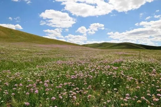 Grassland in West Ujimqin Banner (Tips, Photos & Map)