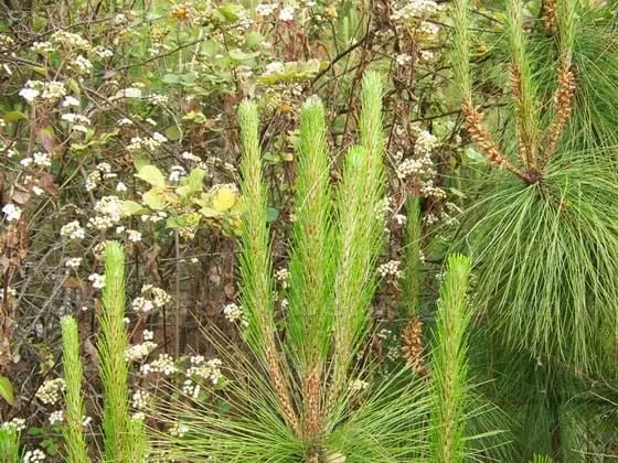 .There are more than 2000 rare plant species