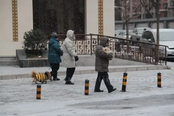 This cold and snowing weather doesn't frighten early risers for morning stroll with with their pets.