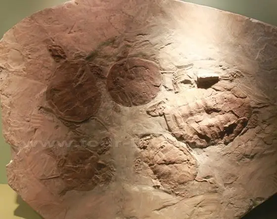 Turtle Fossil