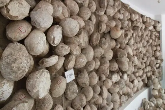 Turtle fossils