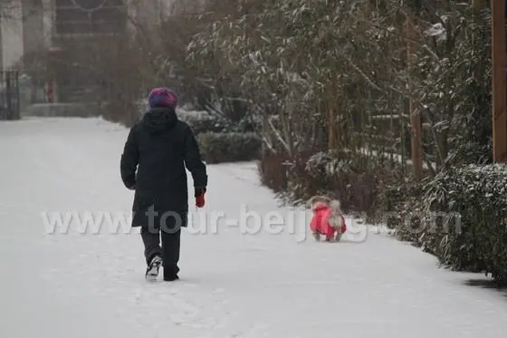 Two - early birds - strolling in the compound.