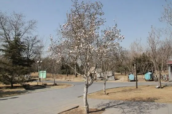 Two lonely blooming Yulan Magnolia trees