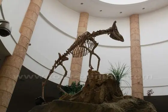 Unique Hezheng's sheep fossils