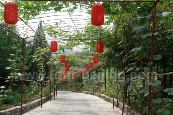 Vegetable Corridor -1