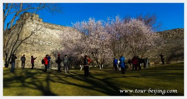 Plum Blossom Festival at Ming Dynasty City Wall Relics Park