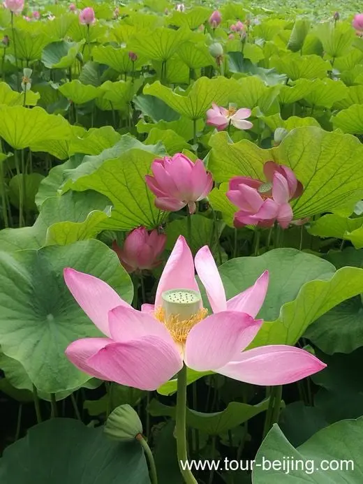 Longtan Park, a good place for lotus flowers viewing in Beijing