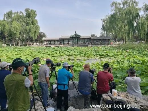 Longtan Park, a good place for lotus flowers viewing in Beijing
