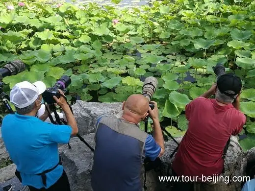 Longtan Park, a good place for lotus flowers viewing in Beijing