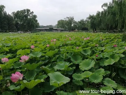 Longtan Park, a good place for lotus flowers viewing in Beijing