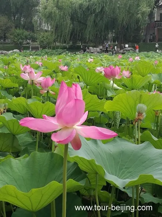 Longtan Park, a good place for lotus flowers viewing in Beijing