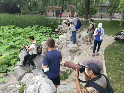 Longtan Park, a good place for lotus flowers viewing in Beijing