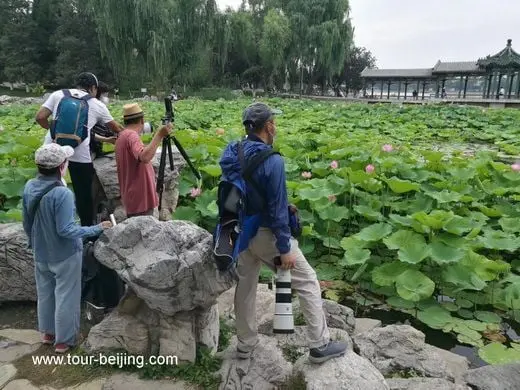 Longtan Park, a good place for lotus flowers viewing in Beijing