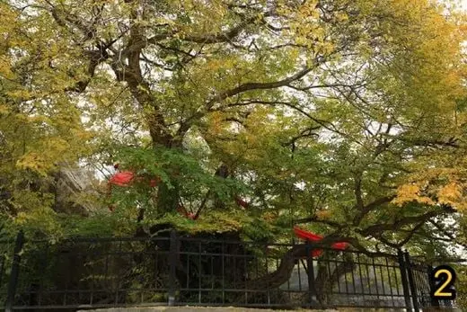 Ancient Trees in Beijing