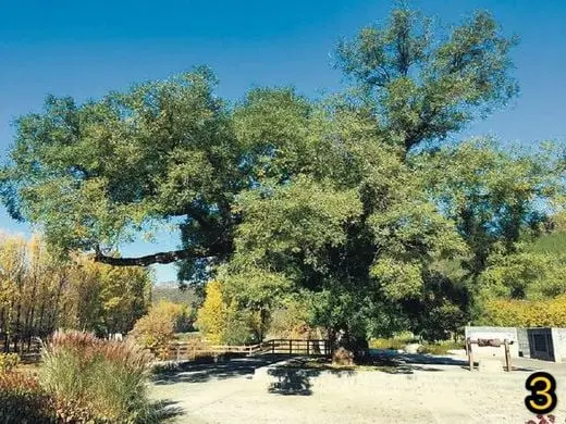 Ancient Trees in Beijing