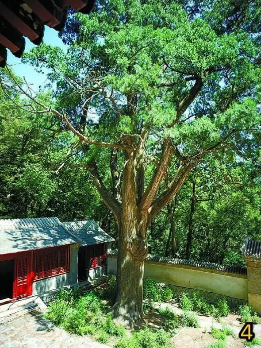 Ancient Trees in Beijing