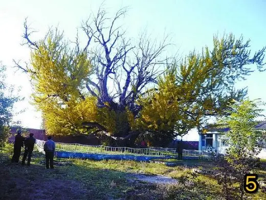 Ancient Trees in Beijing