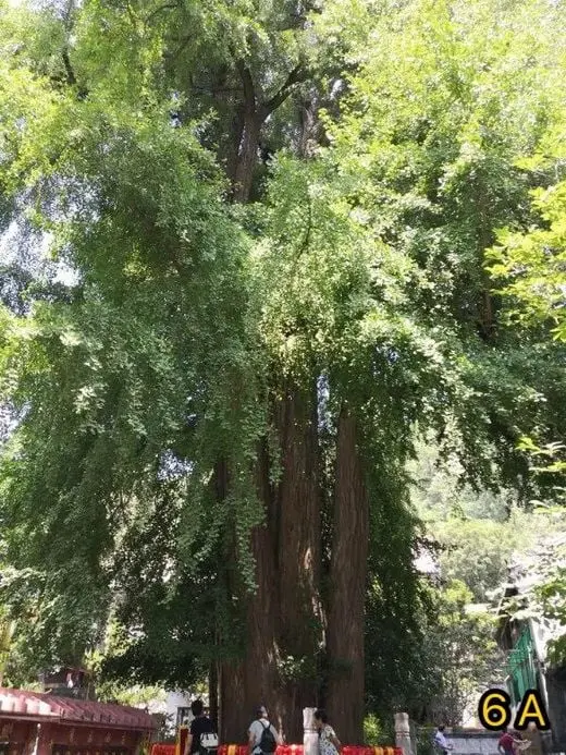 Ancient Trees in Beijing