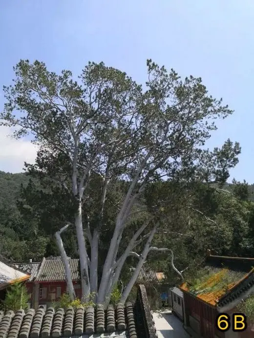 Ancient Trees in Beijing