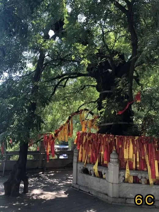 Ancient Trees in Beijing