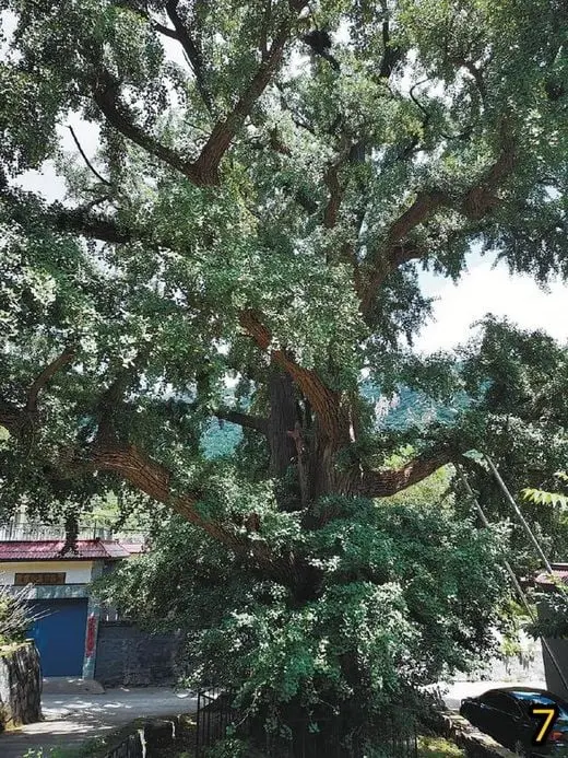Ancient Trees in Beijing