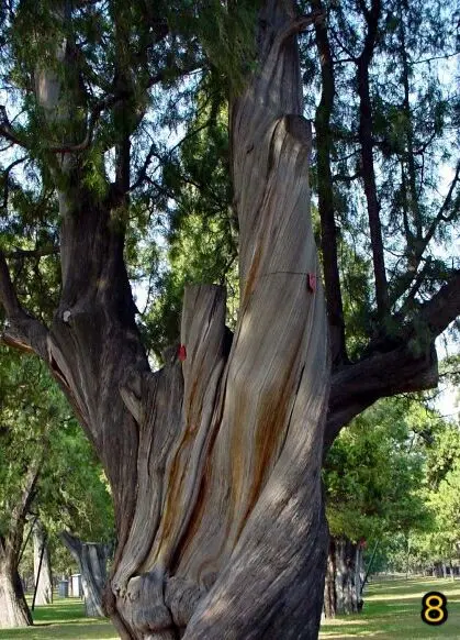 Ancient Trees in Beijing