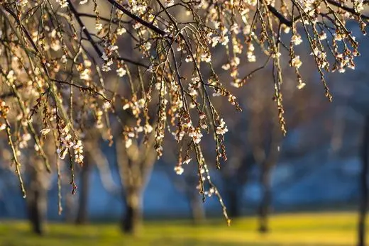 Best Time to See Plum Blossoms in Beijing