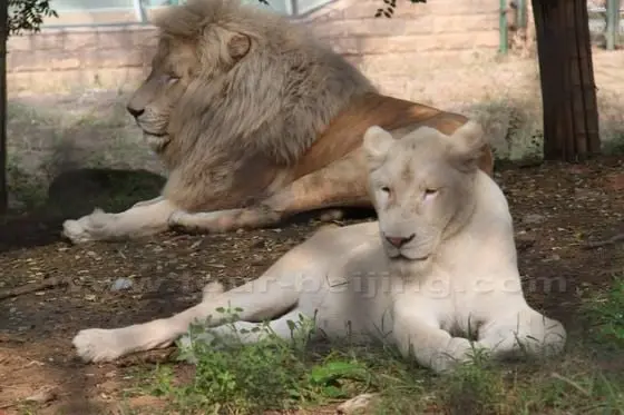 What are the lion couple thinking of ?