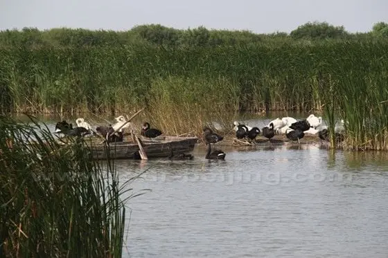 White and black swans at the Yellow River Wetland Park