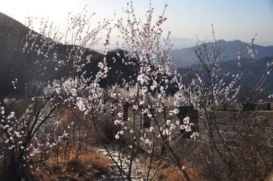 Wild Blooming Peach trees overgrown on the Wall