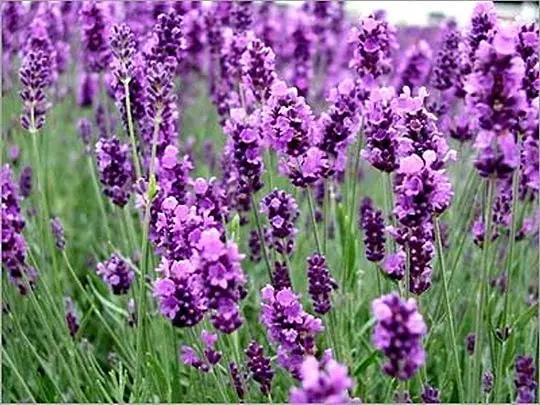 Best Places to See Spring Flowers in Beijing