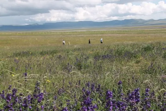 Wildflowers of the grassland around Gahai Lake