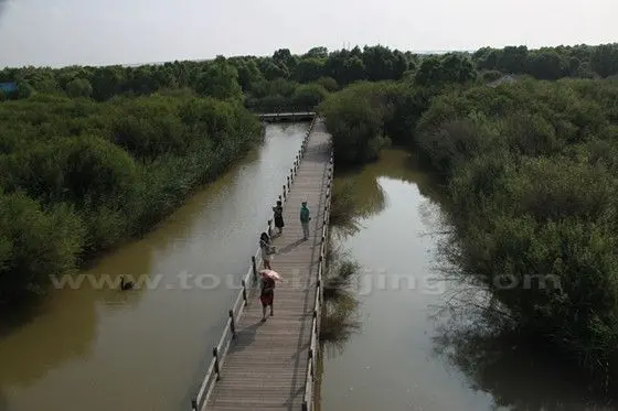 Willow Forest