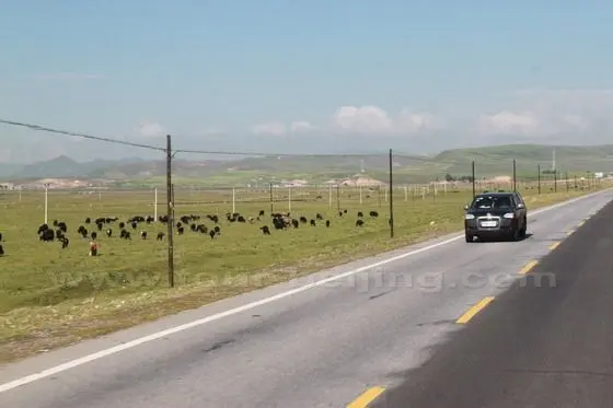 Yaks dotted on the road sie grassland