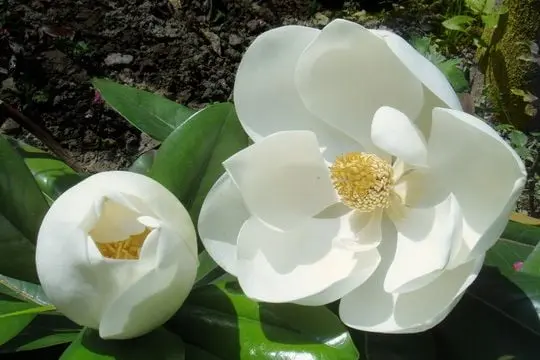 Yulan Magnolia
