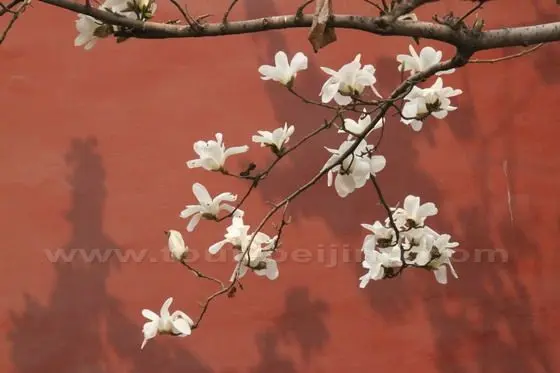Yulan Magnolia 10